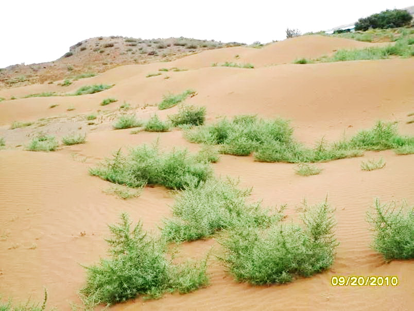 沙蓬特異葉片結構與表皮毛水分調控作用研究獲進展